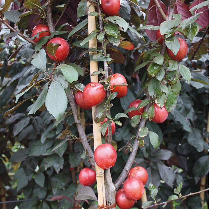 Prunus cerasifera Trailblazer 04 Fruechte.jpg